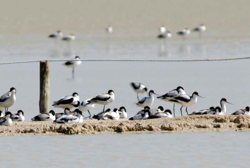 Black Winged Stild - parque nacional de Etosha - Namibia 2.jpg